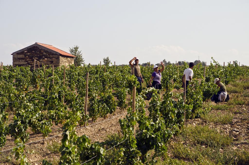 Casa Das Castas Wine Guesthouse Vermiosa Экстерьер фото